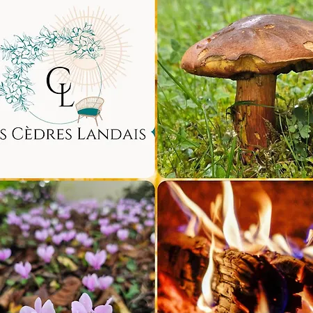 Holiday home Les Cedres Landais, Belle Maison Notre-Dame-des-Landes